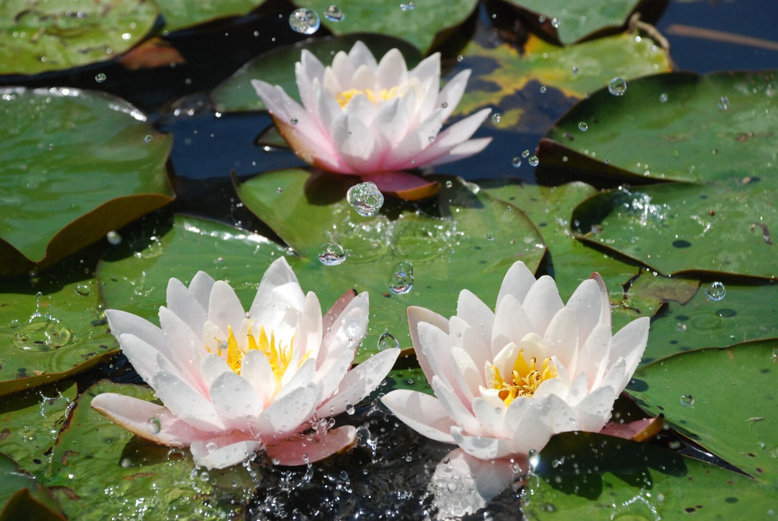 Nikon D80 sample photo. Water, water lily, aquatic photography