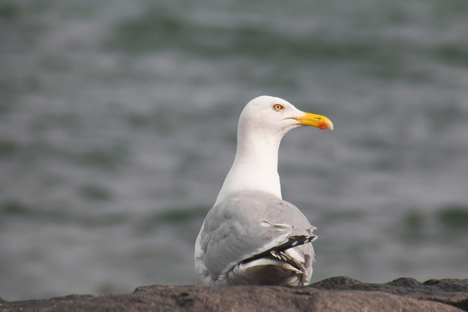 Canon EOS 650D (EOS Rebel T4i / EOS Kiss X6i) sample photo. Seagull, bird, nature photography
