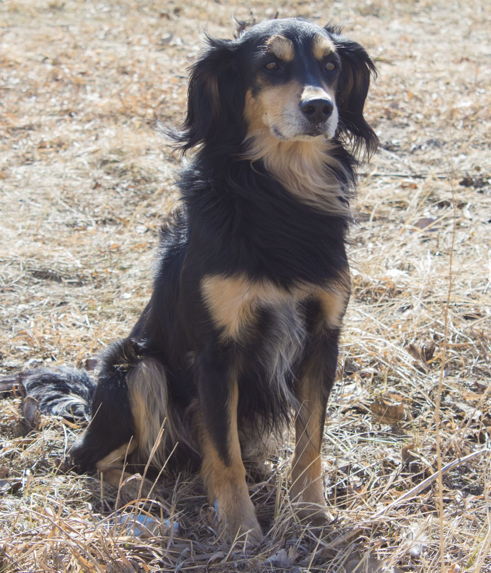 Canon EOS 650D (EOS Rebel T4i / EOS Kiss X6i) sample photo. Dog, mammals, animals photography