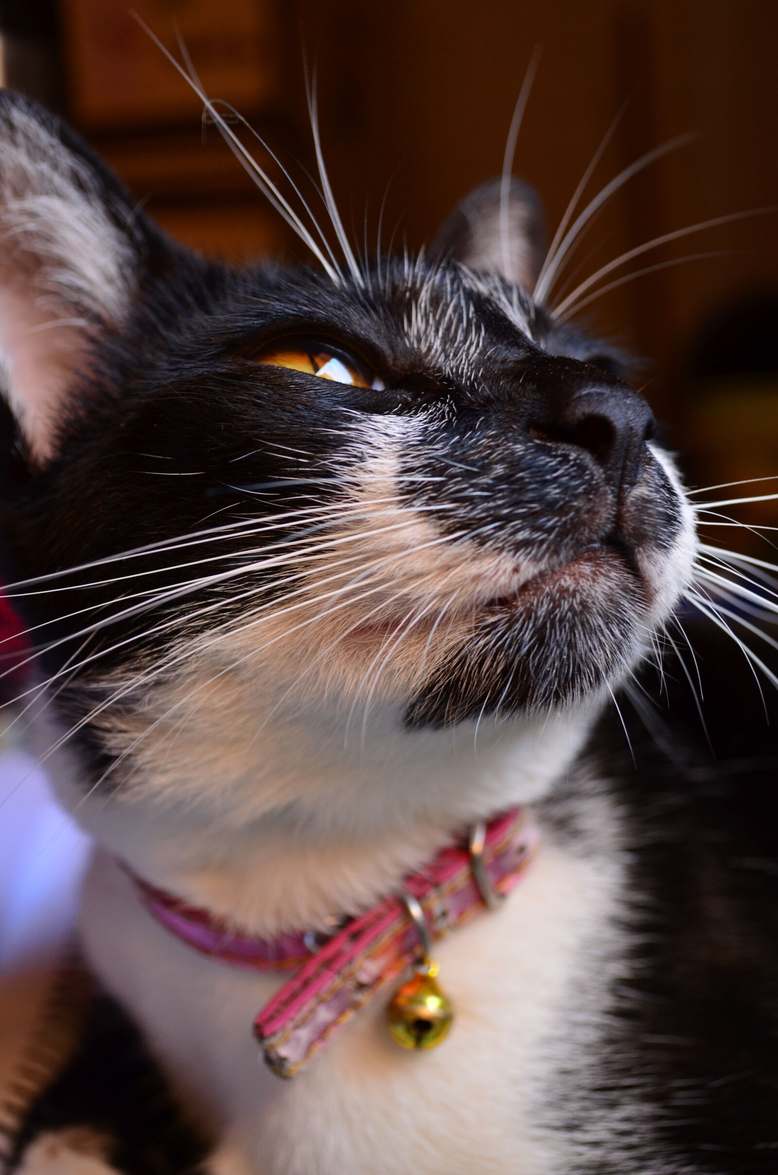 Nikon D5100 sample photo. Cat, gato, lady, cat photography