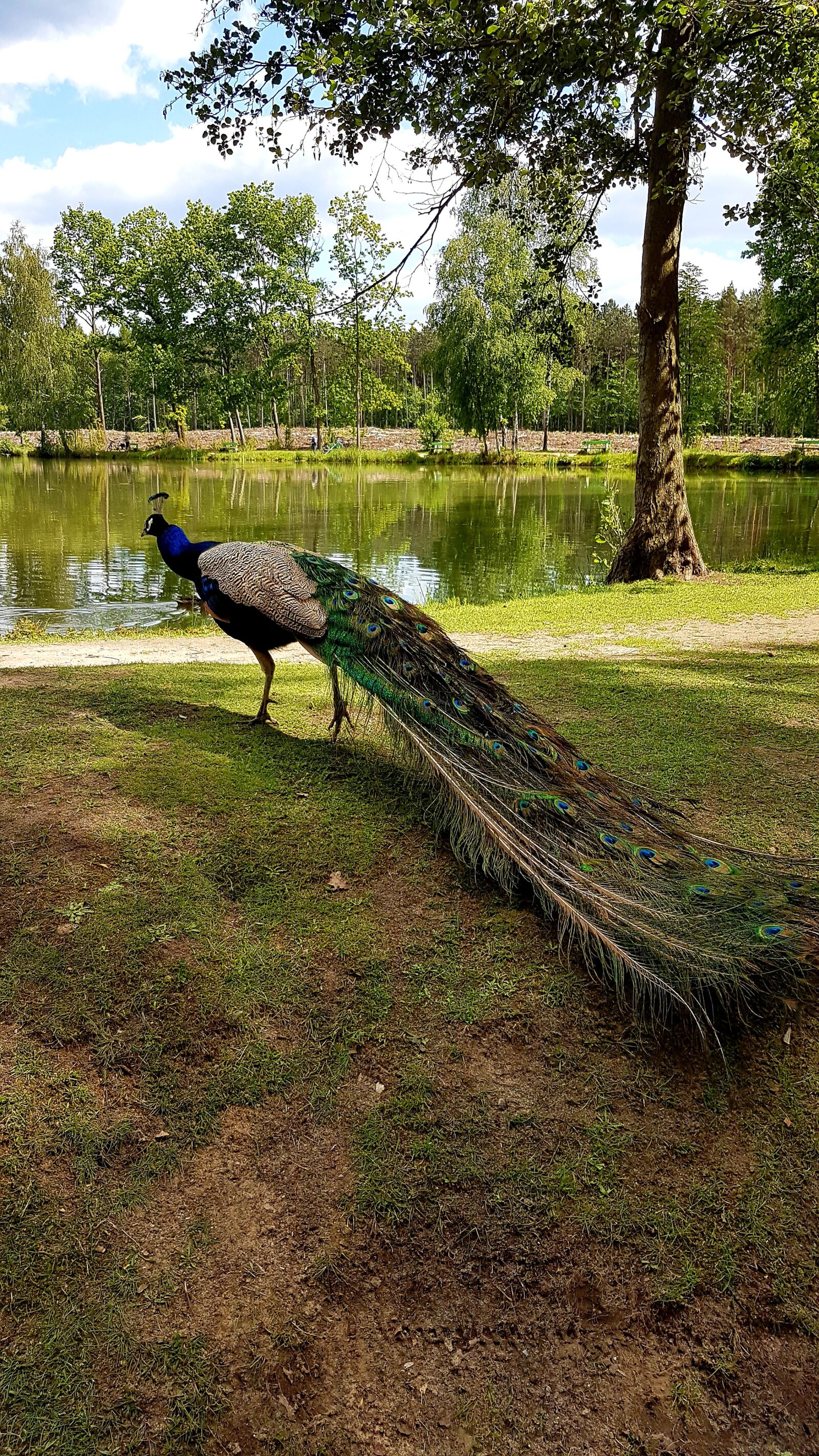 Samsung Galaxy S7 sample photo. Peacock, bird, colorful photography