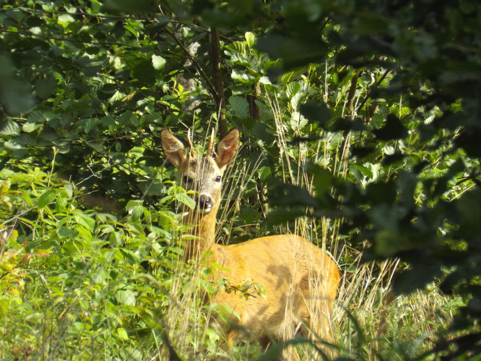 Fujifilm FinePix S6800 sample photo. Roe deer, young animal photography