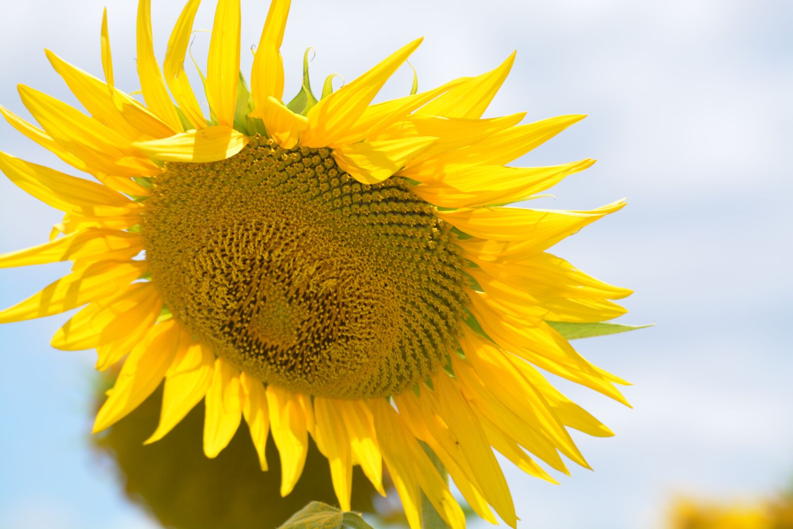 Nikon D5200 sample photo. Sun, sunflower, flower photography
