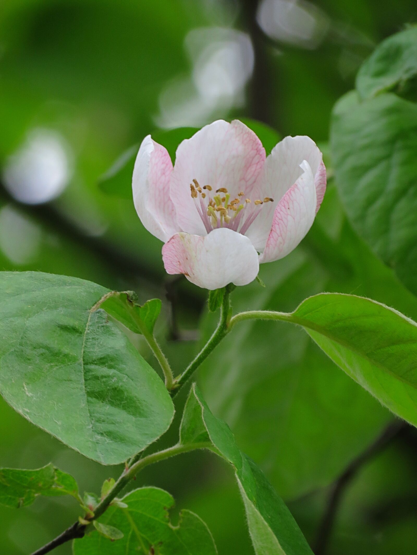 Canon PowerShot SX40 HS sample photo. Apple, plant, bloom photography