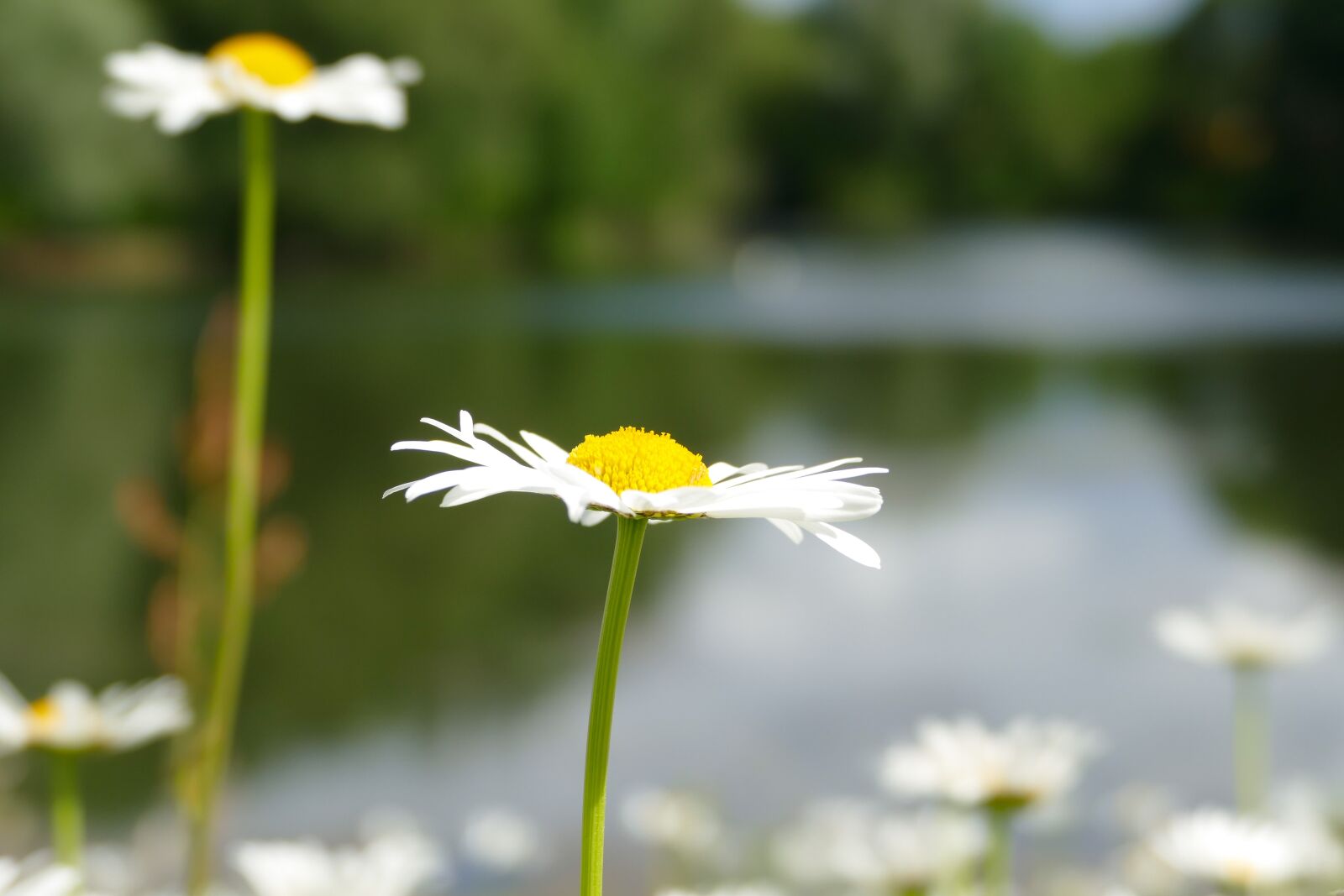 Panasonic Lumix DMC-FZ1000 sample photo. Flower, lake, sun photography