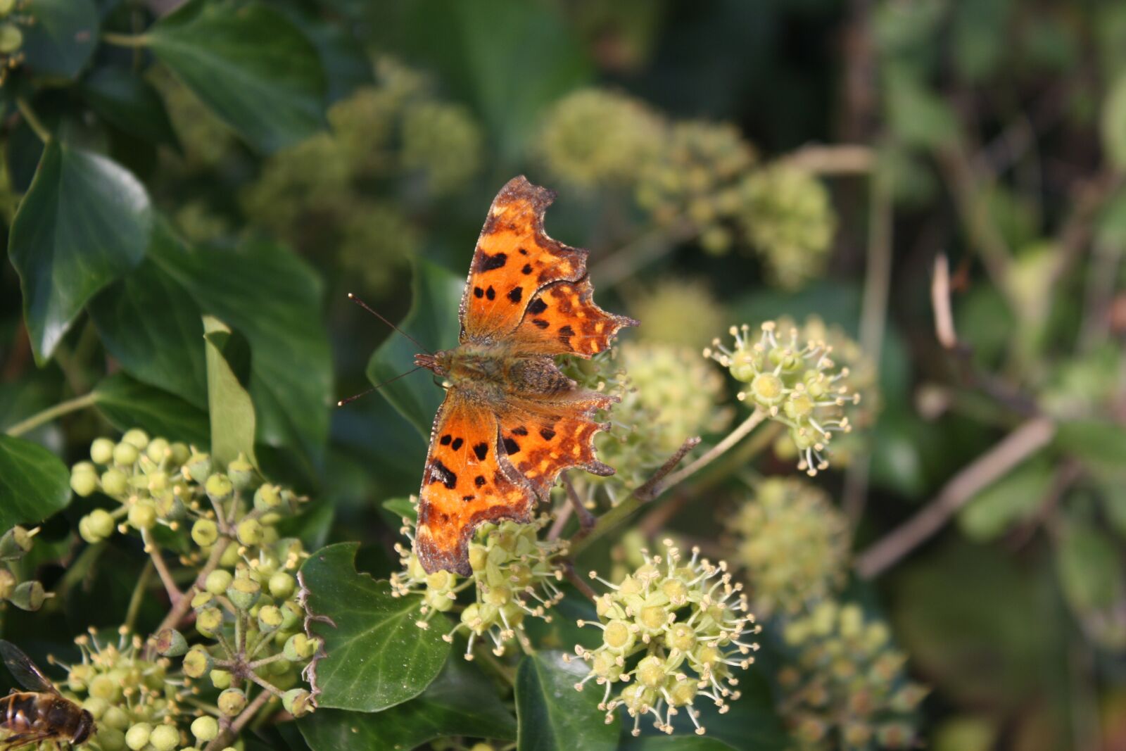 Canon EOS 1000D (EOS Digital Rebel XS / EOS Kiss F) sample photo. Comma butterfly, ivy, countryside photography
