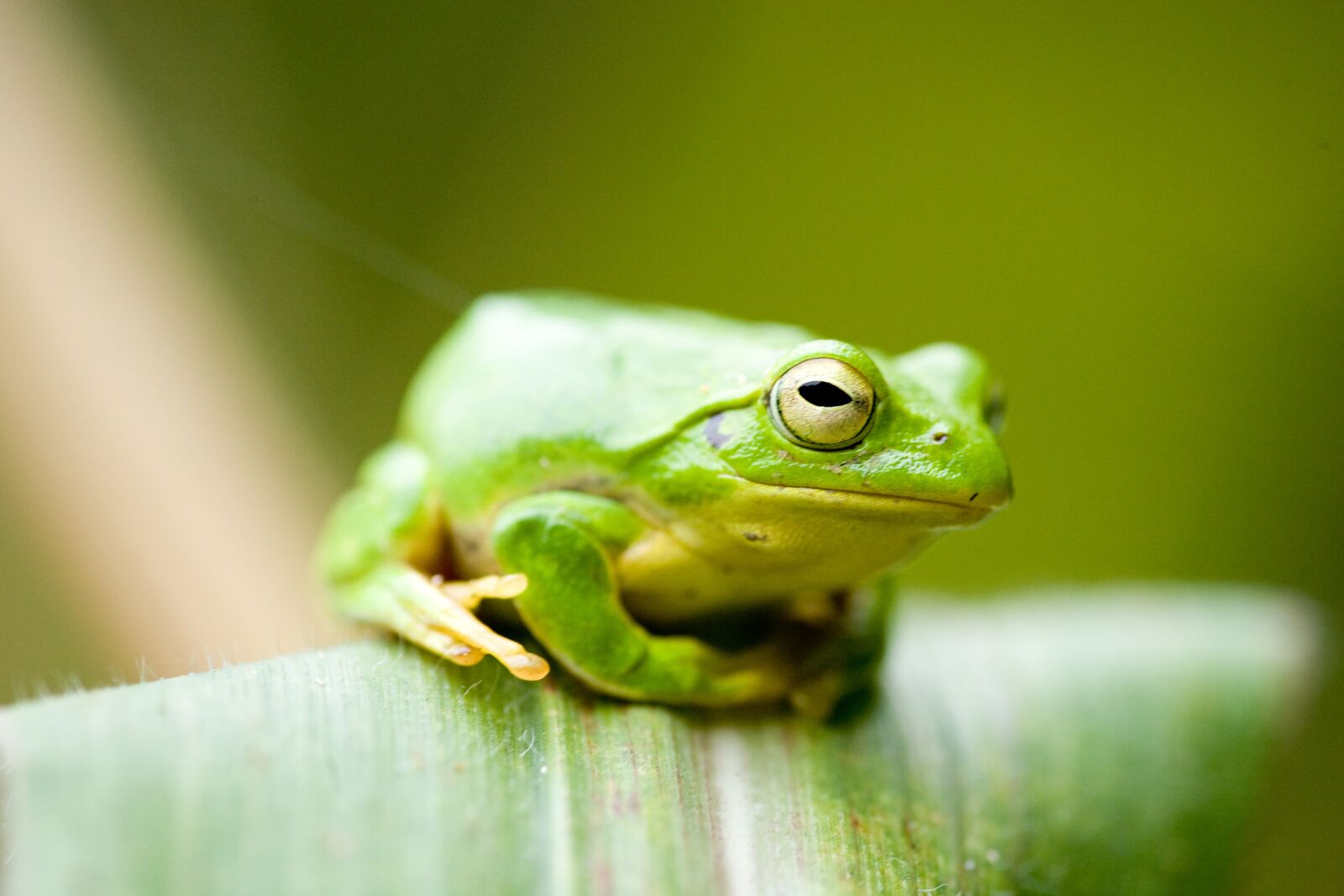 Canon EOS 5D sample photo. Frog, green, amphibian photography