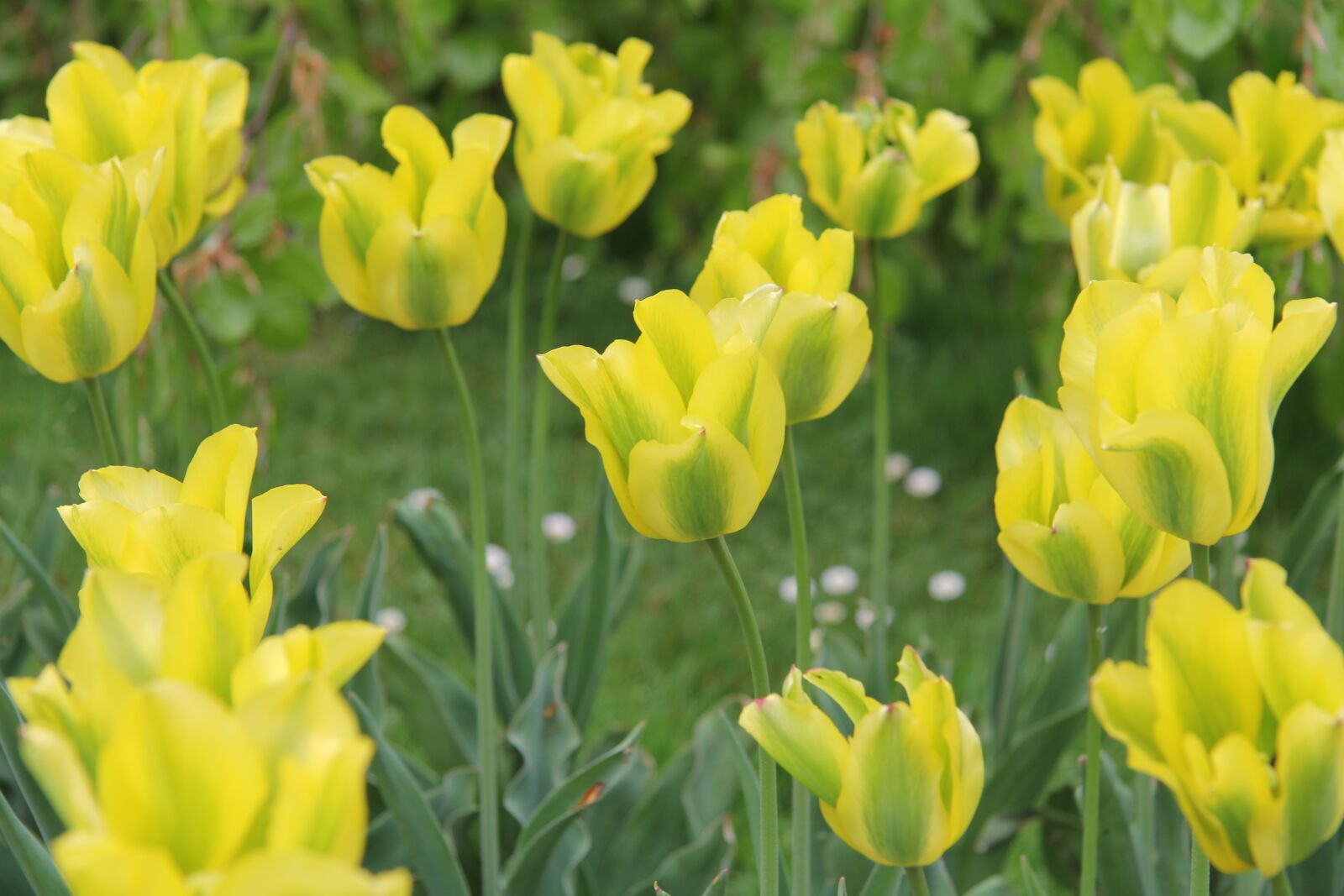 Canon EF-S 17-85mm F4-5.6 IS USM sample photo. Tulips, flowers, spring photography