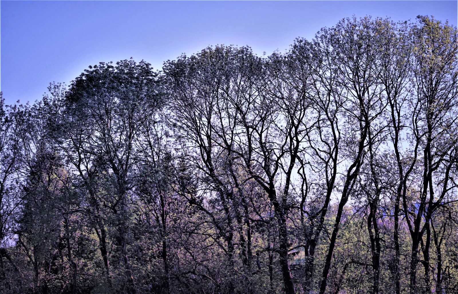 Canon EOS 4000D (EOS Rebel T100 / EOS 3000D) sample photo. Trees, nature, landscape photography