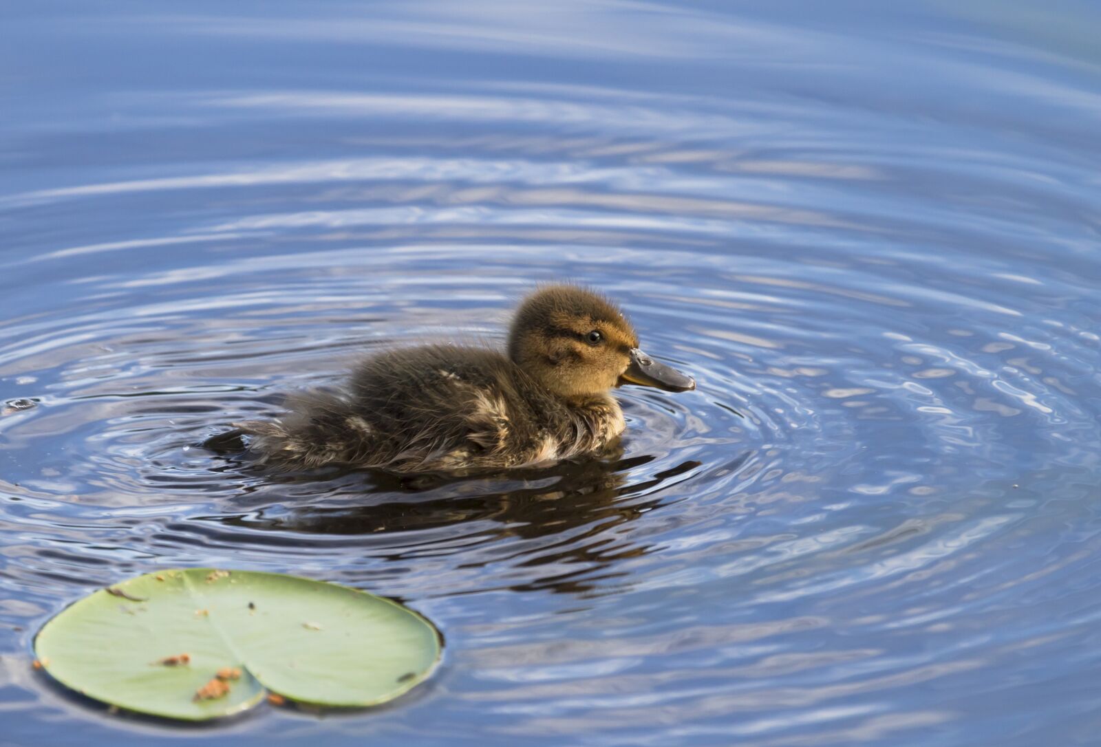 Canon EF 100-400mm F4.5-5.6L IS USM sample photo. Duck, cub, water photography