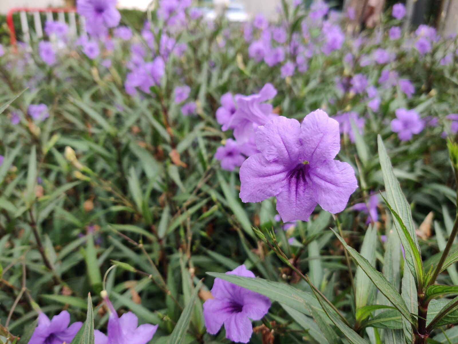 OnePlus GM1913 sample photo. Flower, purple, violet photography
