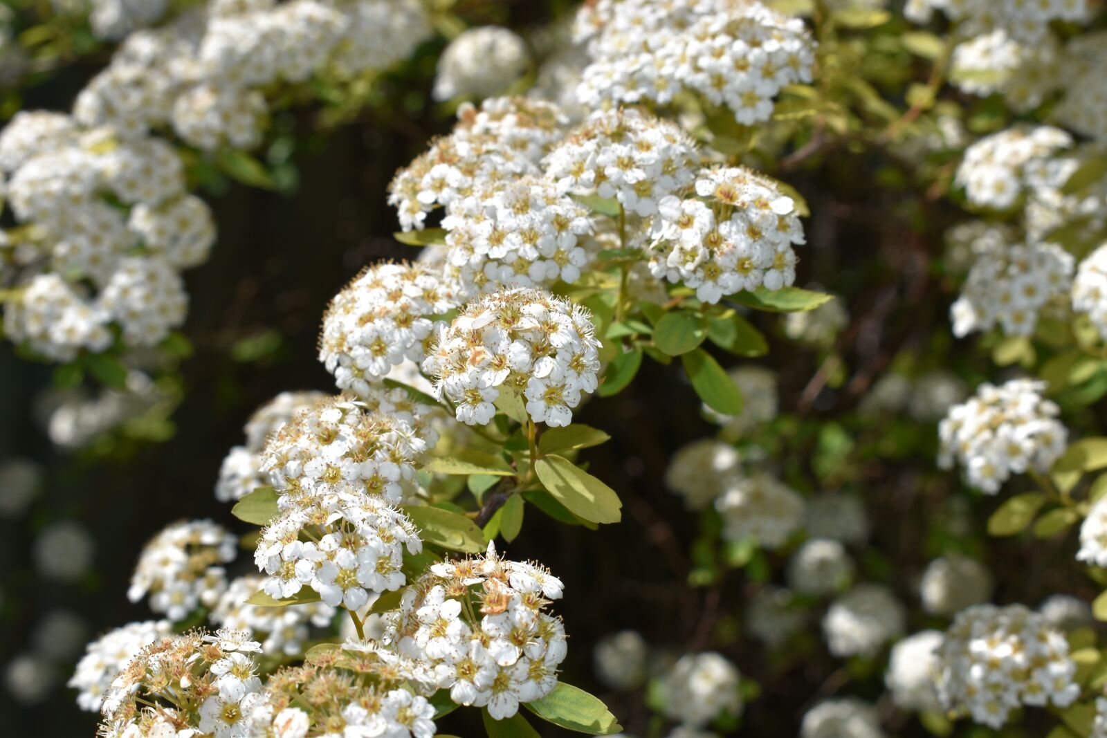 Nikon D5600 sample photo. Branch, flowers, white photography