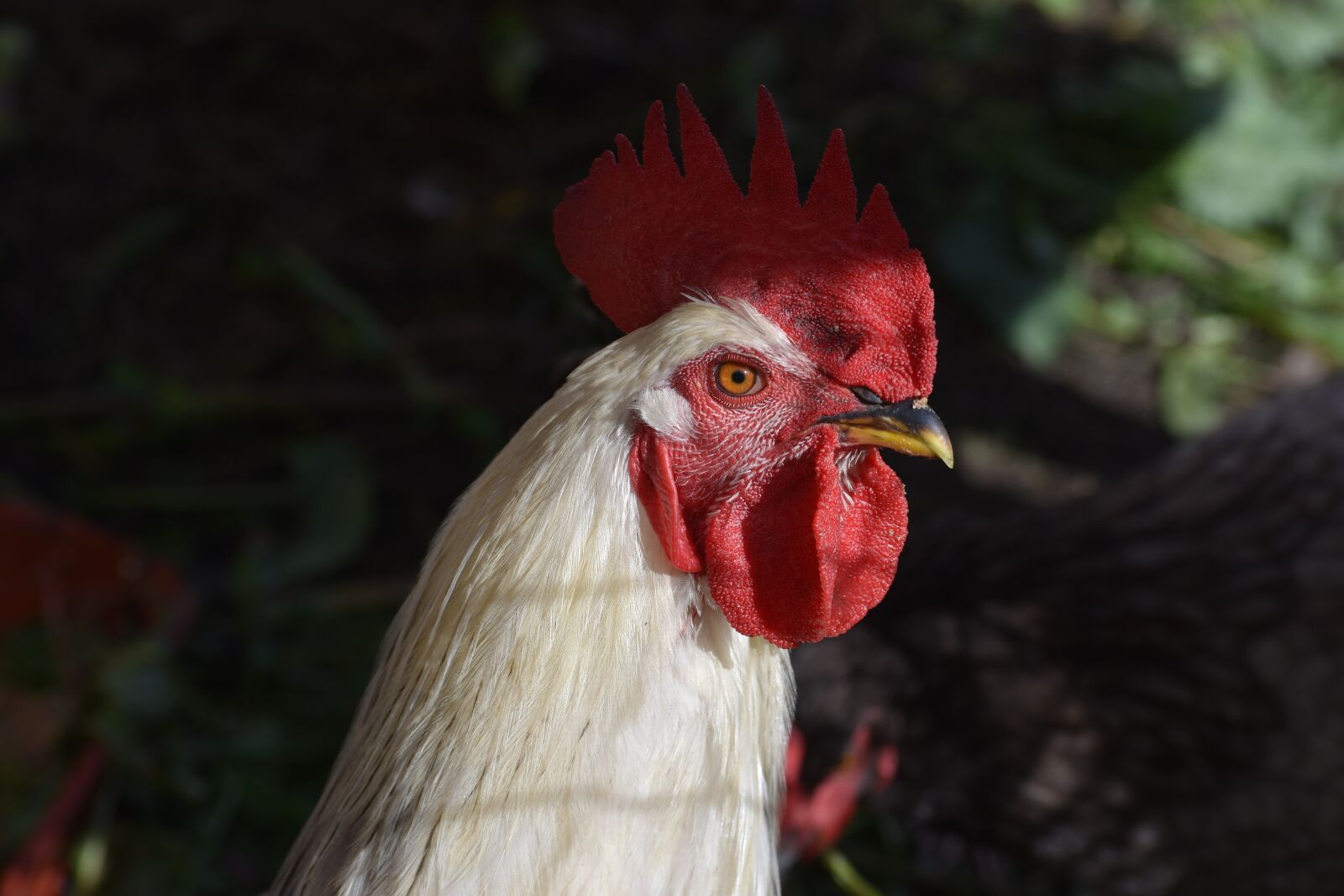 Nikon D3400 sample photo. Rooster, chicken, poultry photography