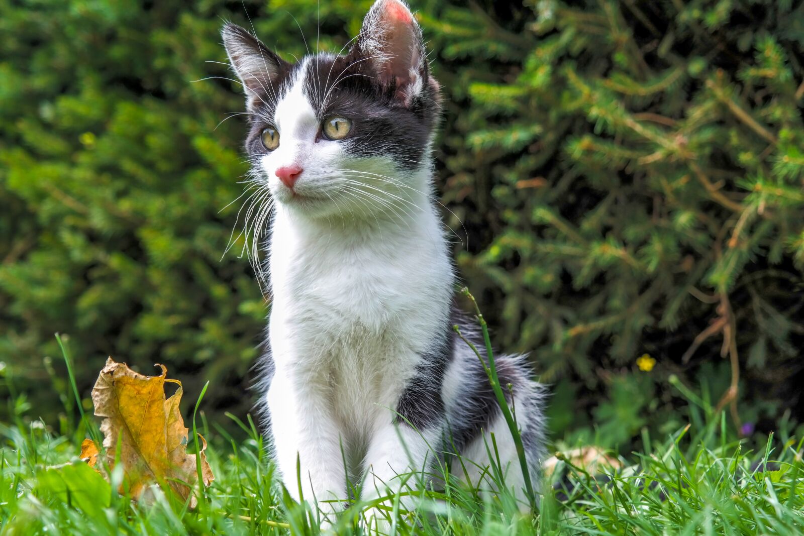 Samsung NX300 sample photo. Cat, kitten, pussy photography