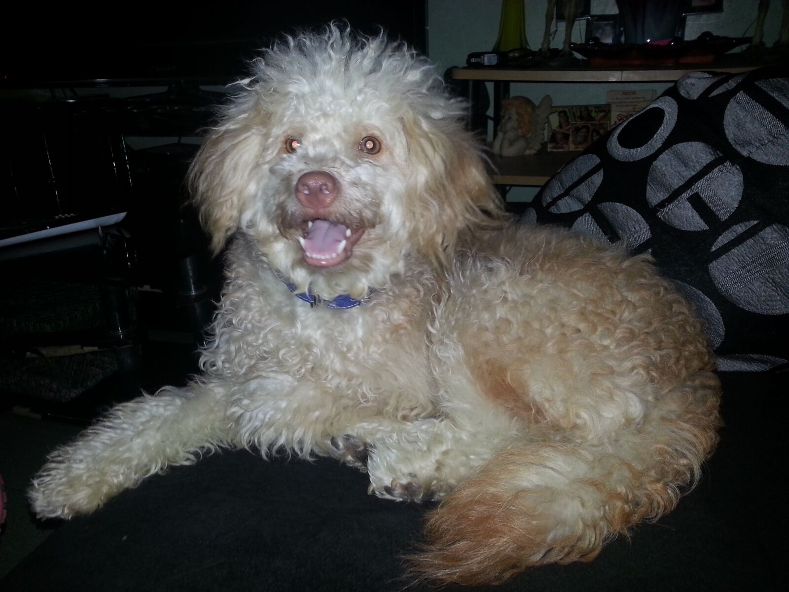 Samsung Galaxy S3 sample photo. Pet, dot, puppy photography