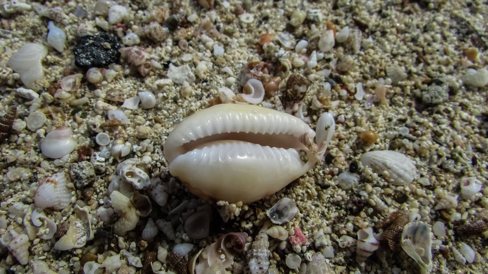 Canon PowerShot SX400 IS sample photo. Shell, sand, beach photography