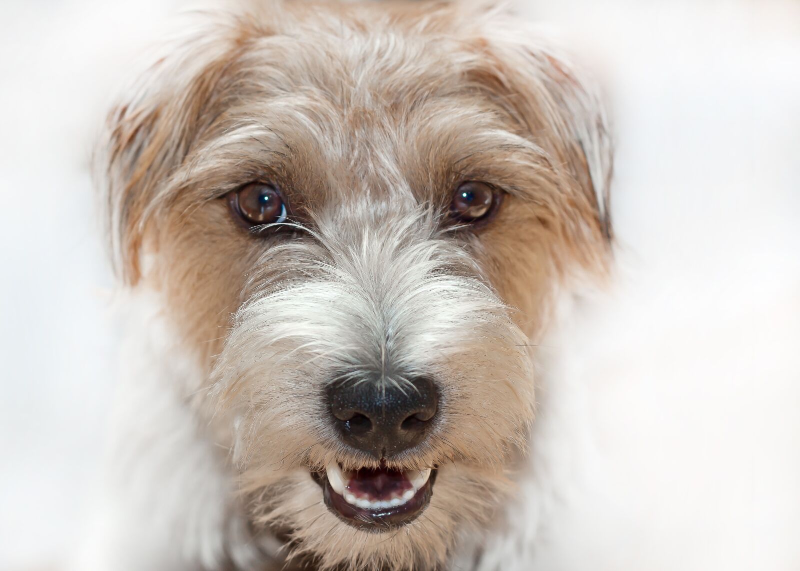 Canon EOS 50D + Canon EF 50mm F1.8 II sample photo. Portrait, terrier, dog photography