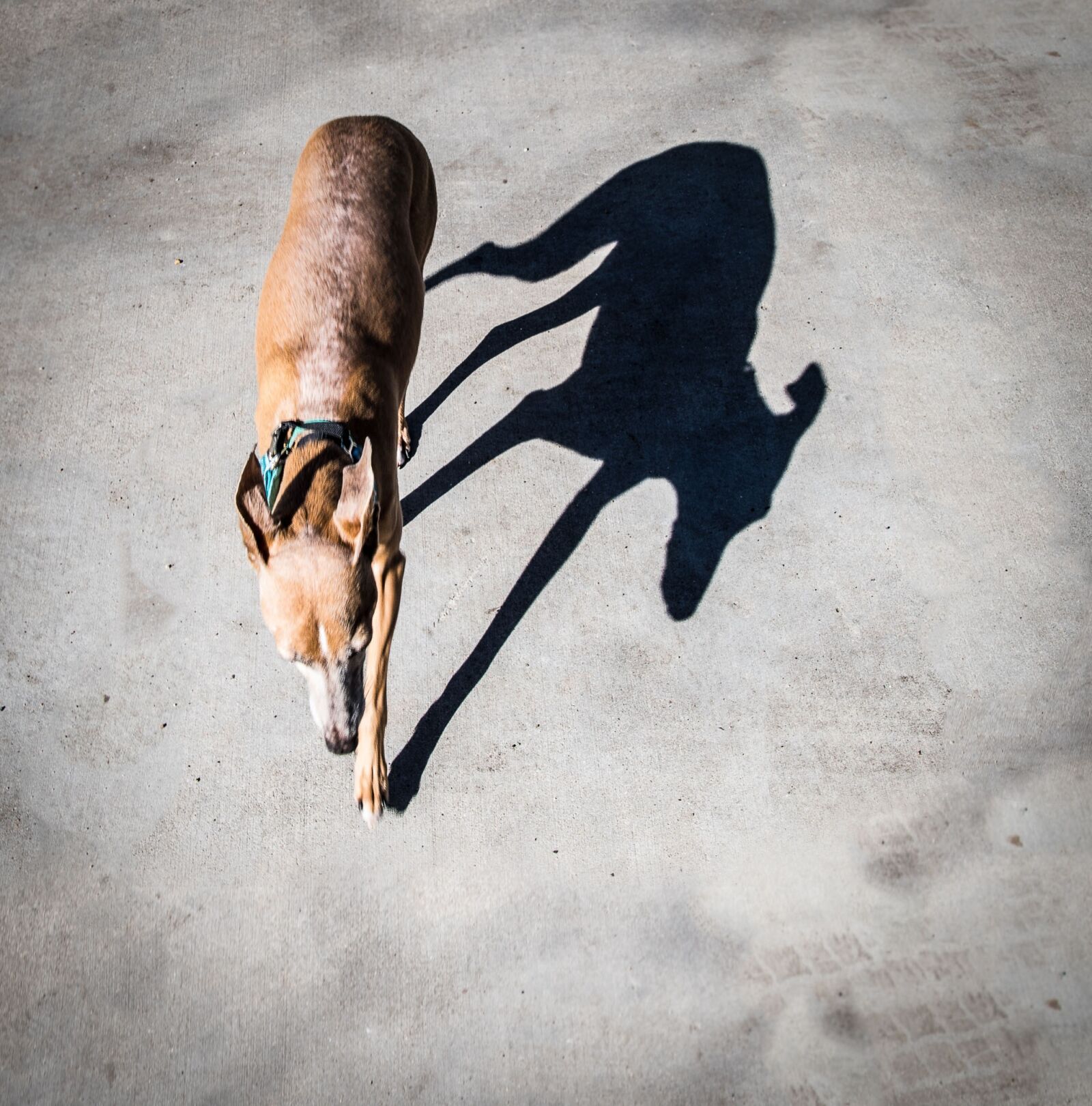 Nikon D5300 sample photo. Dog, shadow, italian greyhound photography