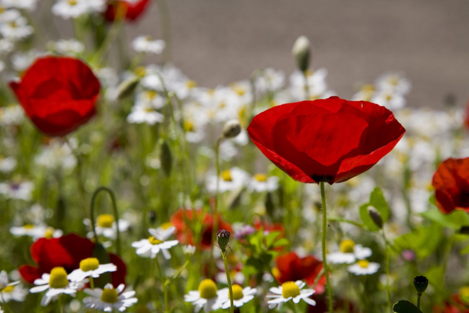 Canon EOS 5D sample photo. Papaver rhoeas, daisy, nature photography