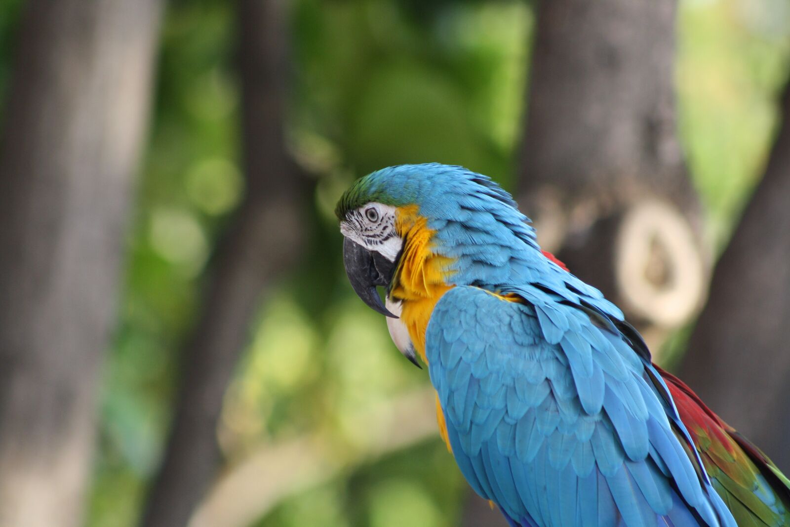 Canon EOS 1000D (EOS Digital Rebel XS / EOS Kiss F) sample photo. Blue bird, parrot, hawaii photography