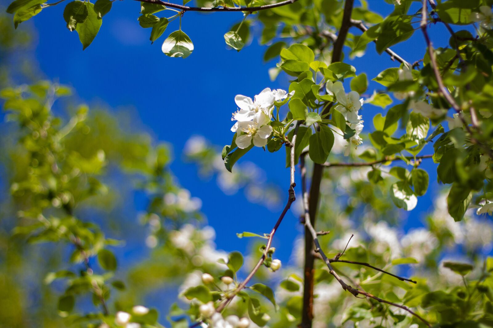 Canon EOS 450D (EOS Rebel XSi / EOS Kiss X2) + Canon EF 50mm F1.8 II sample photo. Apple tree, green, sky photography