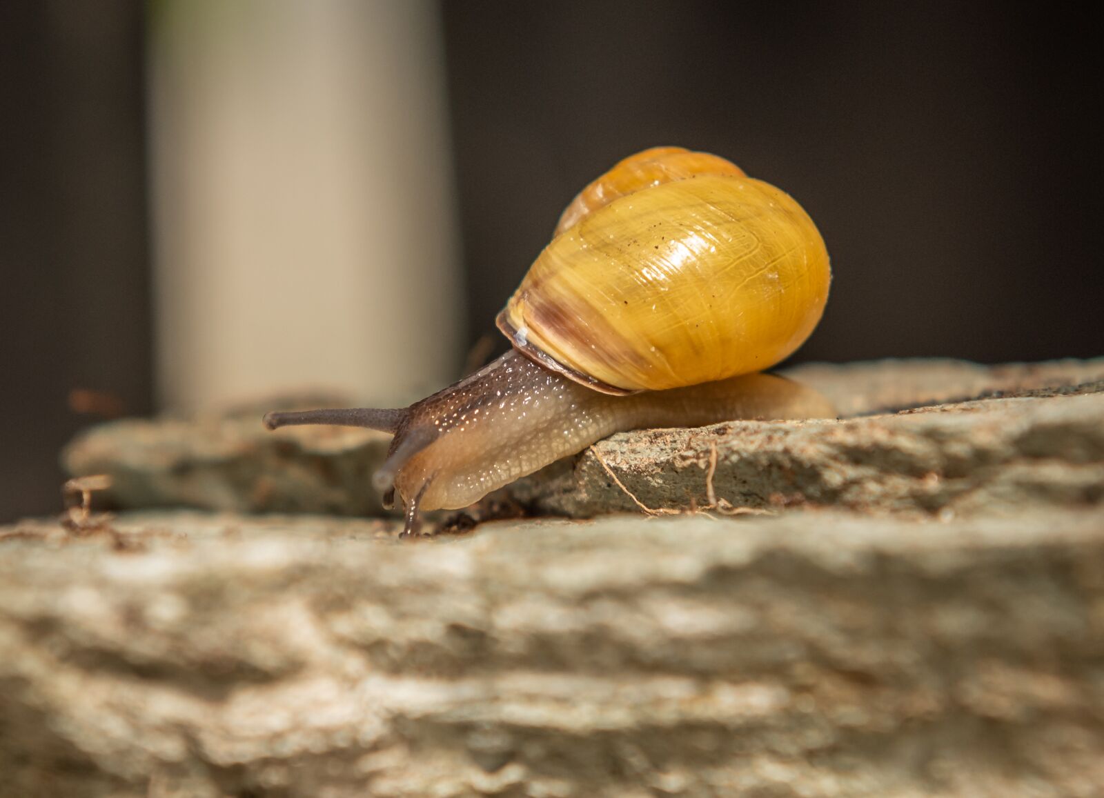 Nikon D750 sample photo. Snails, shell, mollusk photography