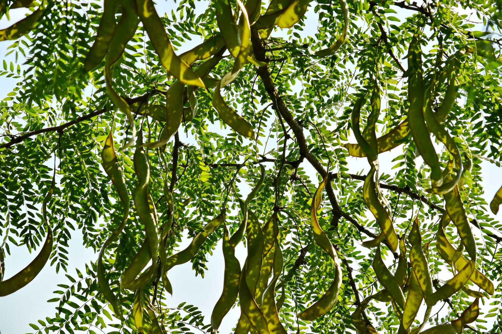 Nikon D5500 sample photo. Branches, green leaves, shadow photography