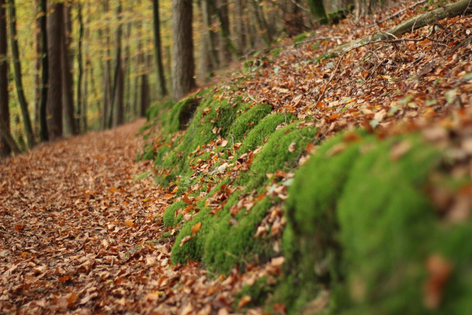 Canon EOS 1300D (EOS Rebel T6 / EOS Kiss X80) sample photo. Forest, autumn, landscape photography