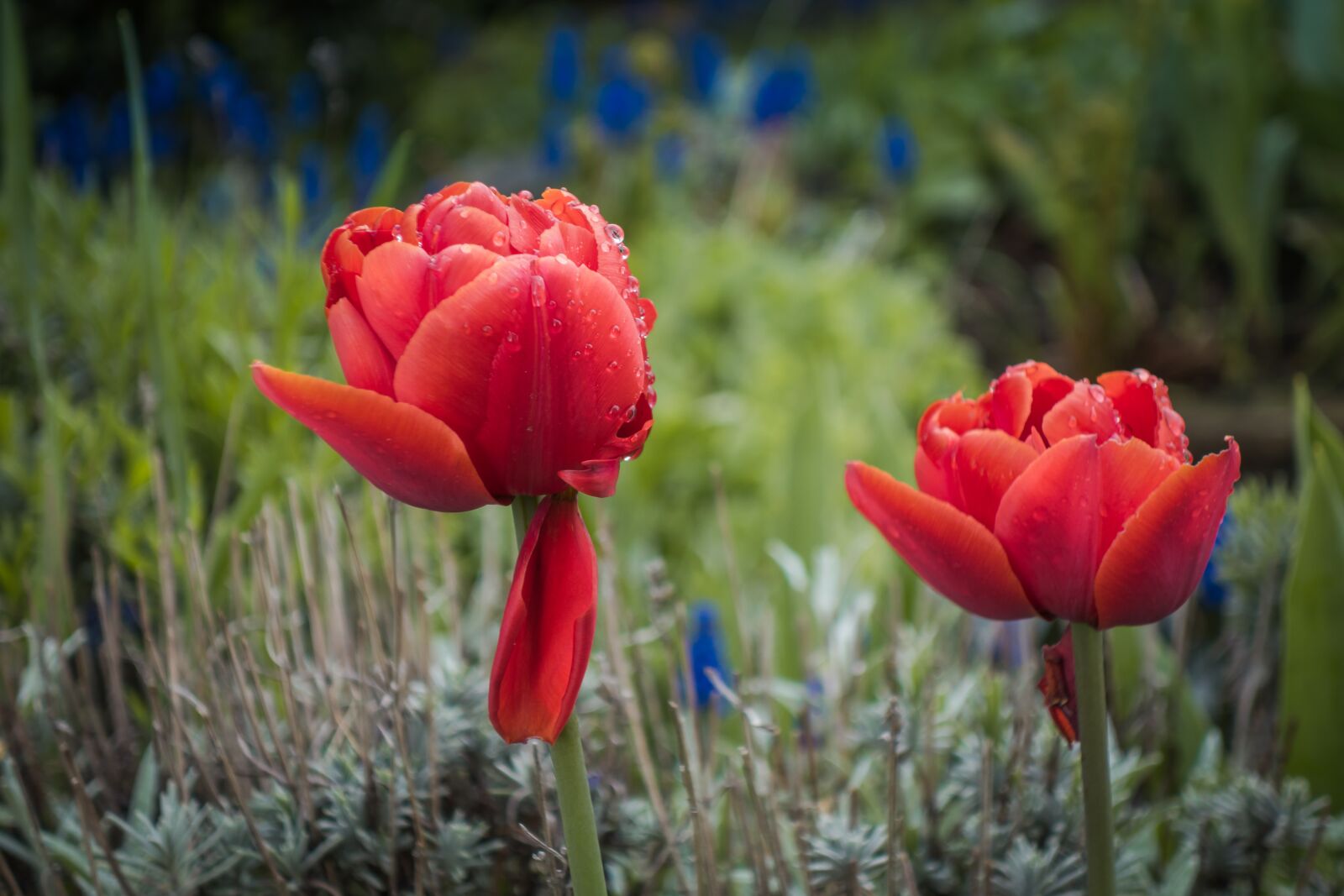 Sony Cyber-shot DSC-RX100 II sample photo. Tulip, flower, spring photography