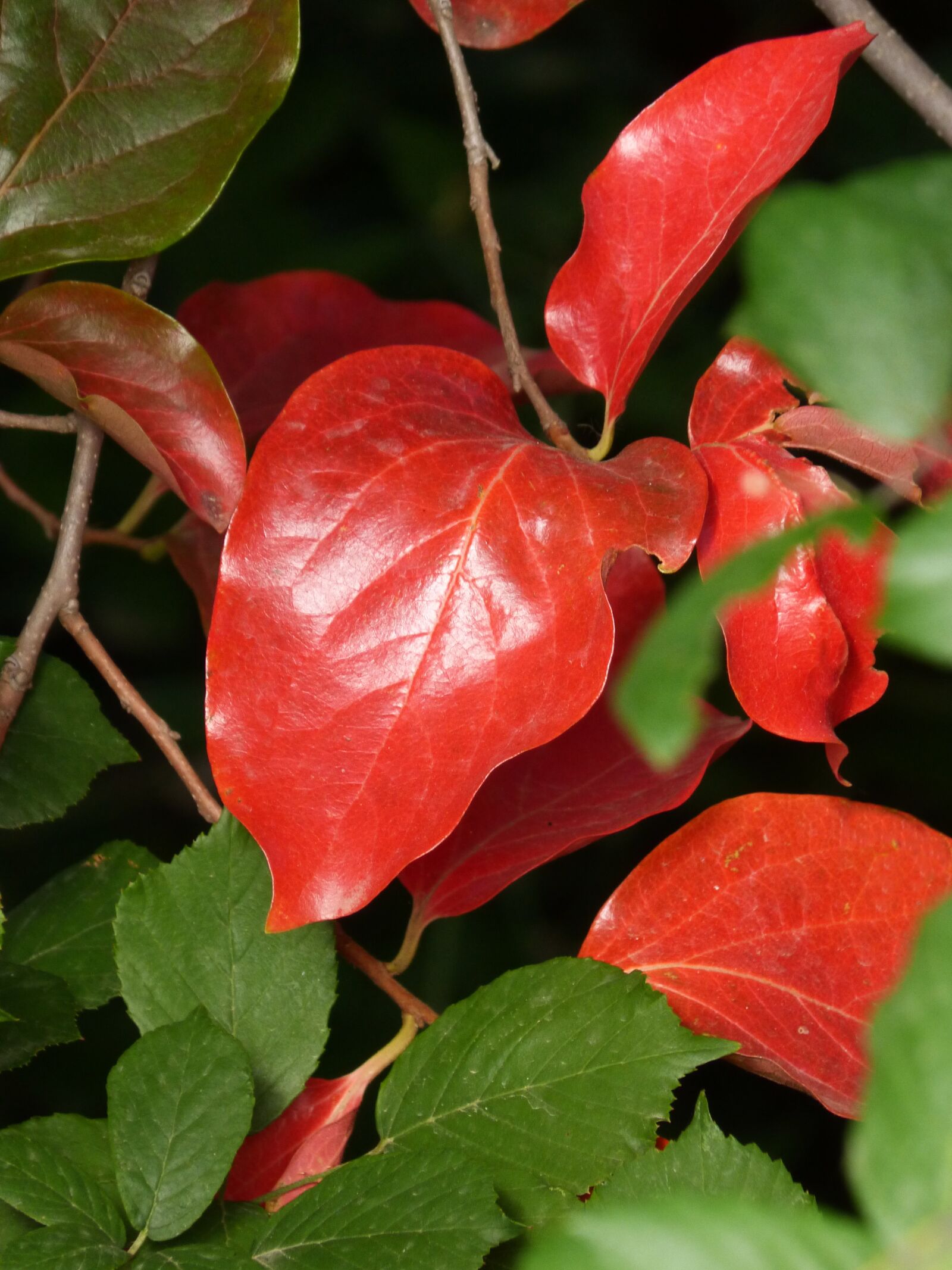 Panasonic DMC-FZ62 sample photo. Red leaves, green leaves photography