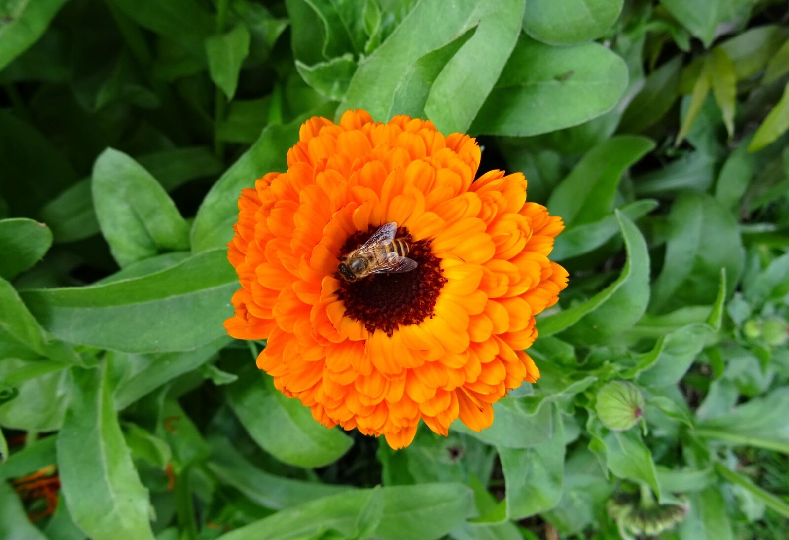 Sony DSC-HX60V sample photo. Flower, calendula, pot marigold photography