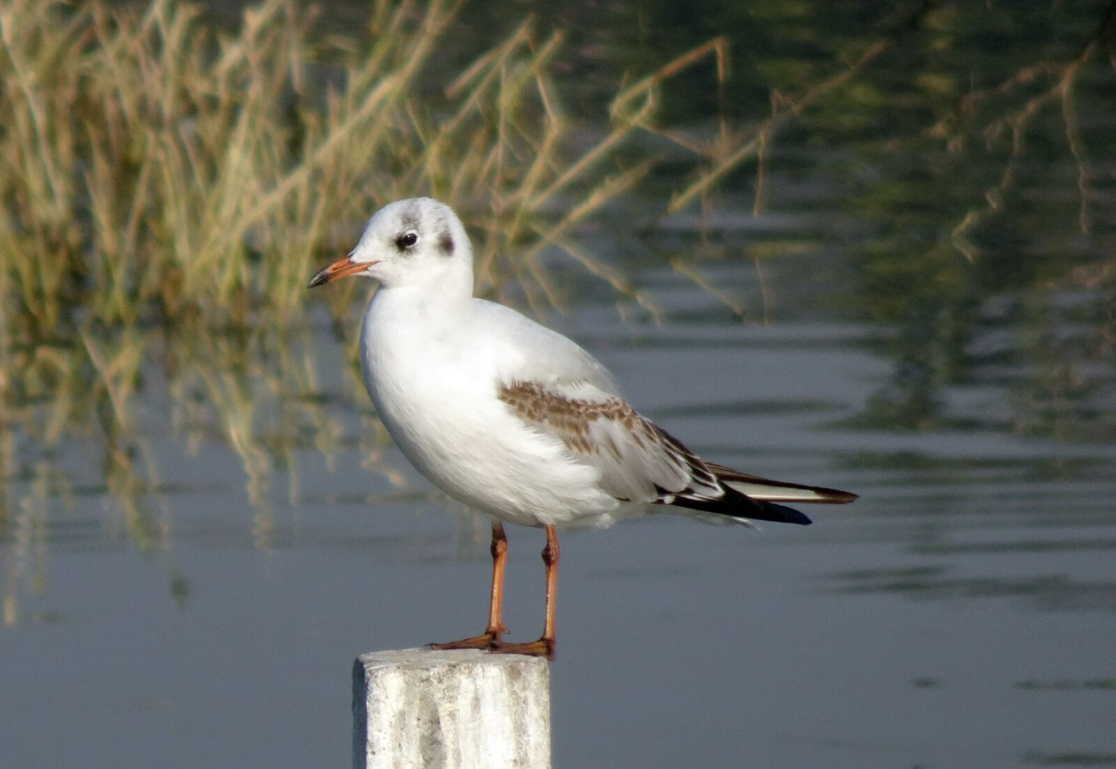 Sony Cyber-shot DSC-HX90V sample photo. Gull, bird, black-headed gull photography