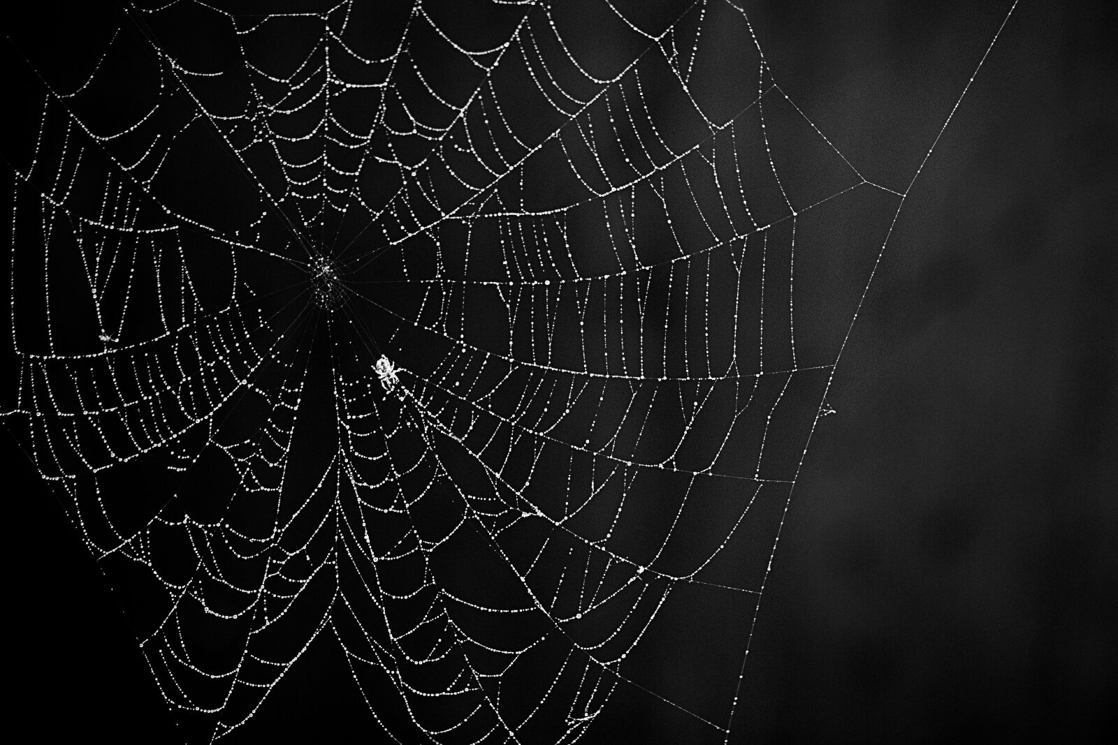 Canon EOS 7D Mark II + Canon EF 100mm F2.8L Macro IS USM sample photo. Spider web, spider, nature photography