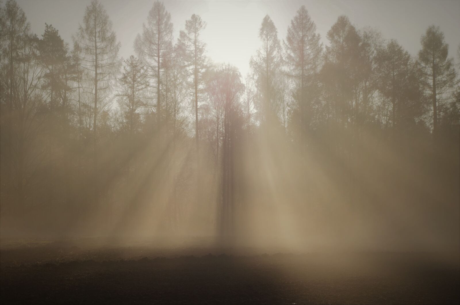 Pentax K-50 sample photo. The fog, nature, the photography