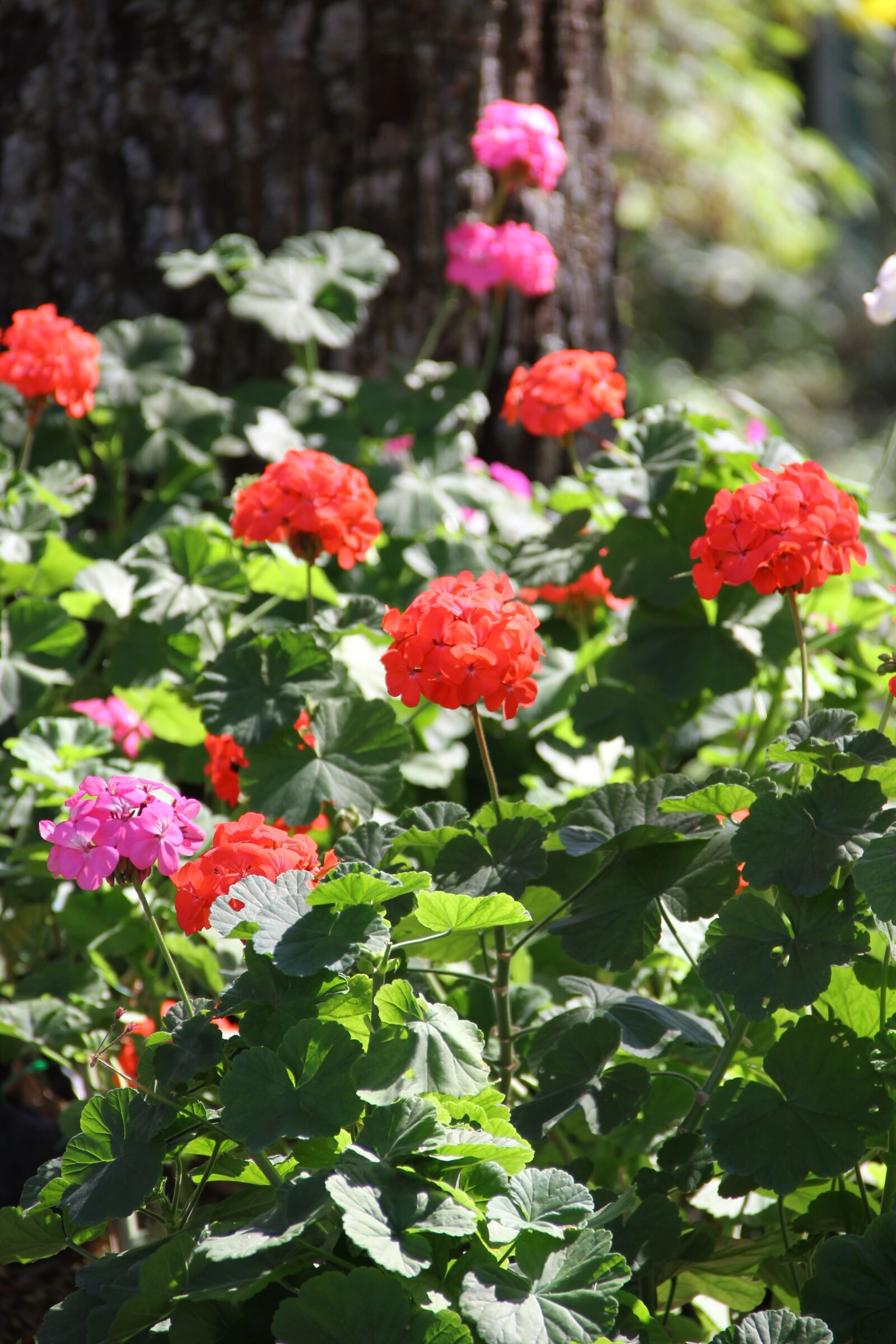 Canon EOS 550D (EOS Rebel T2i / EOS Kiss X4) sample photo. Leash, chiang mai thailand photography