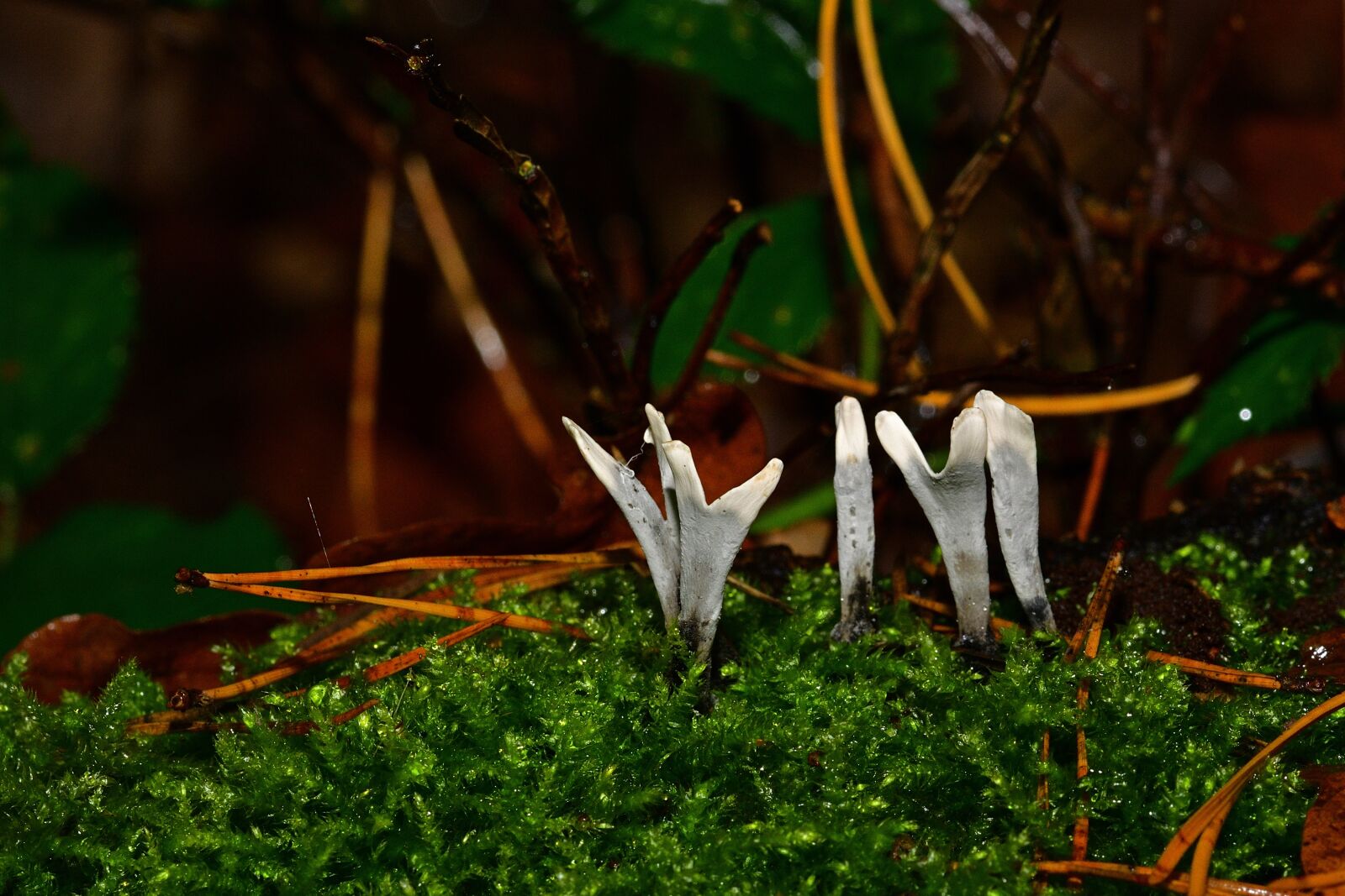 Nikon D5200 sample photo. Nature, forest, mushrooms photography