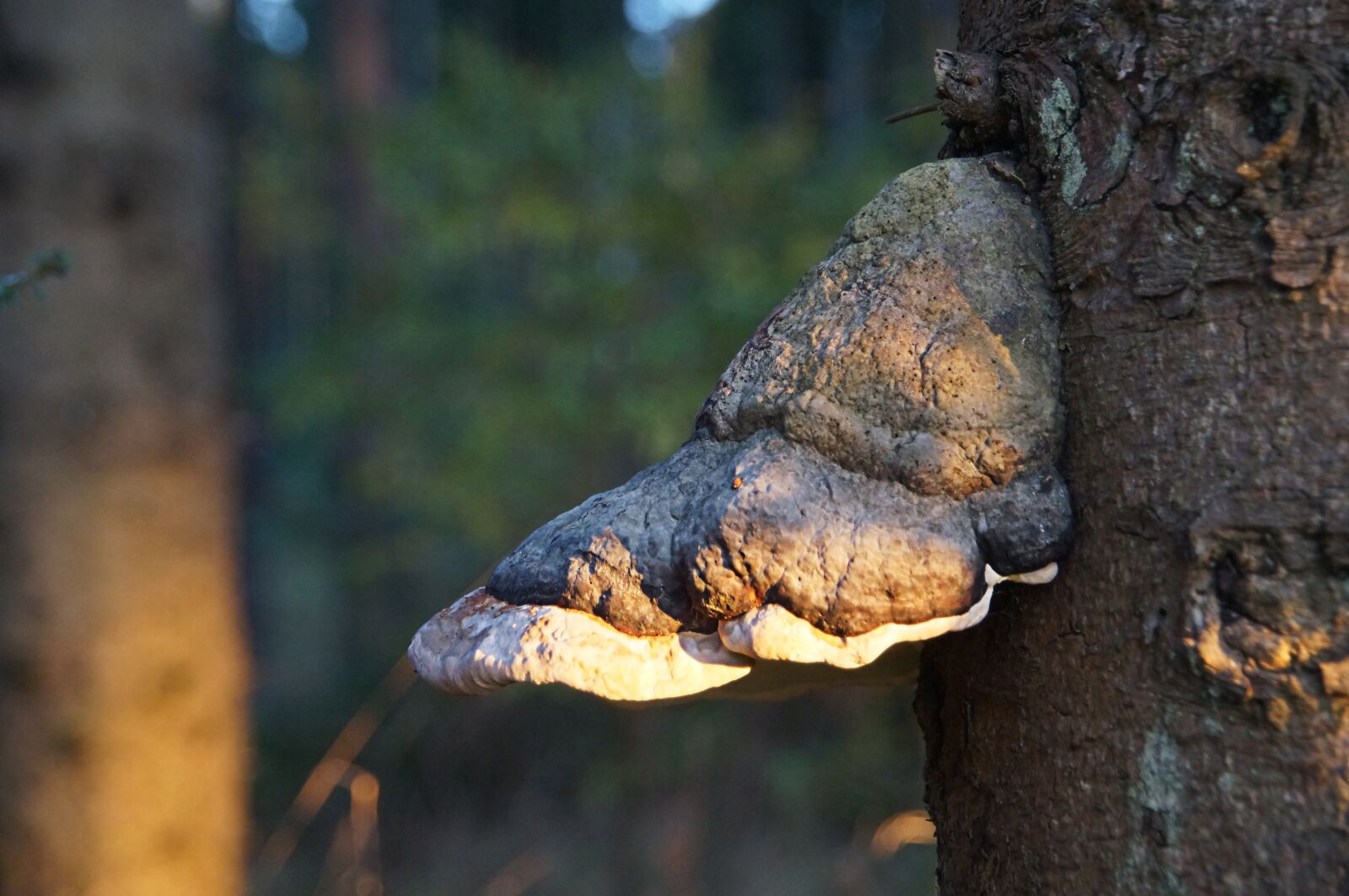 Sony SLT-A57 sample photo. Tree fungus, forest, mushroom photography