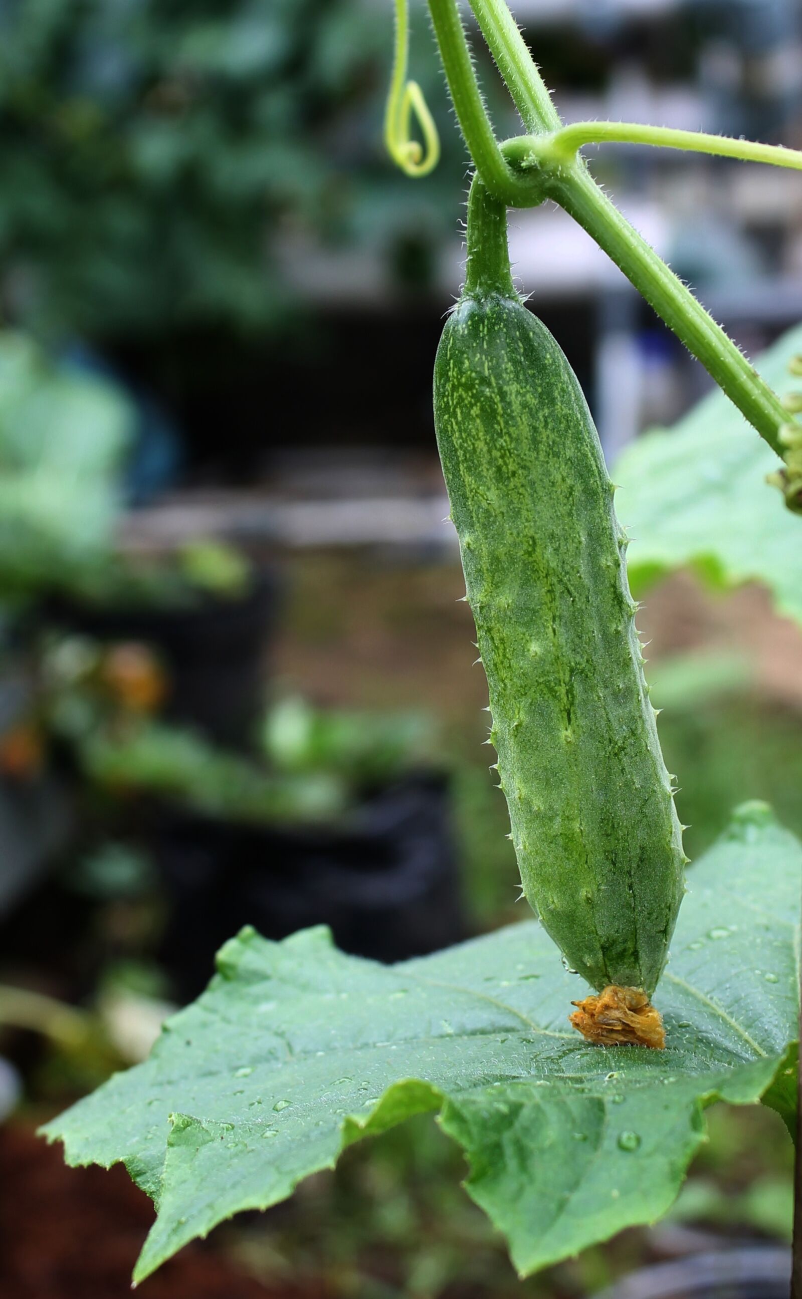 Canon EOS 1100D (EOS Rebel T3 / EOS Kiss X50) sample photo. Cucumber, salad, grow vegetable photography