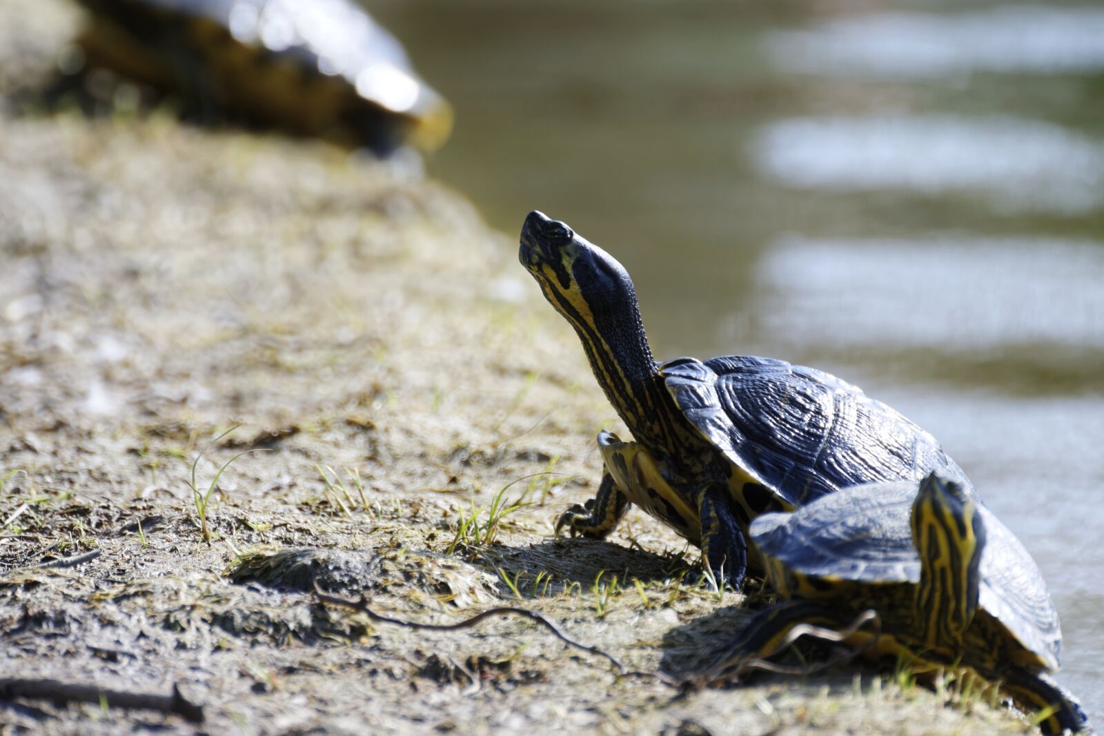 Nikon D5300 sample photo. Frogs, turtles, shell photography