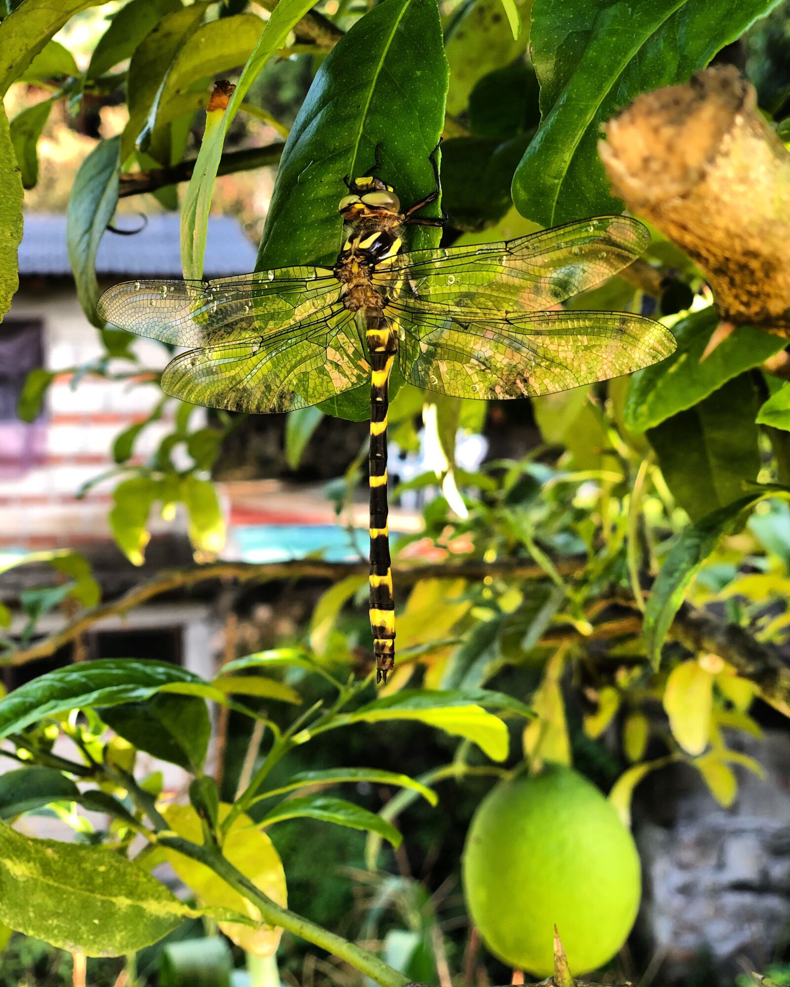 iPhone X back dual camera 6mm f/2.4 sample photo. Dragonfly, lemon tree, lemon photography