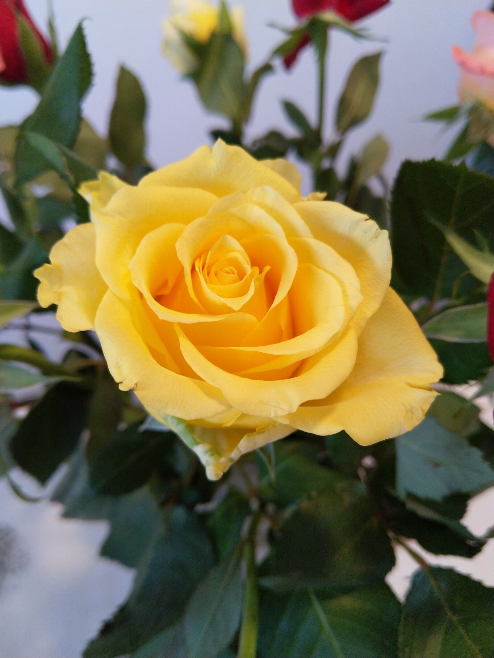 HMD Global Nokia 7 plus sample photo. Rose, yellow, flower photography
