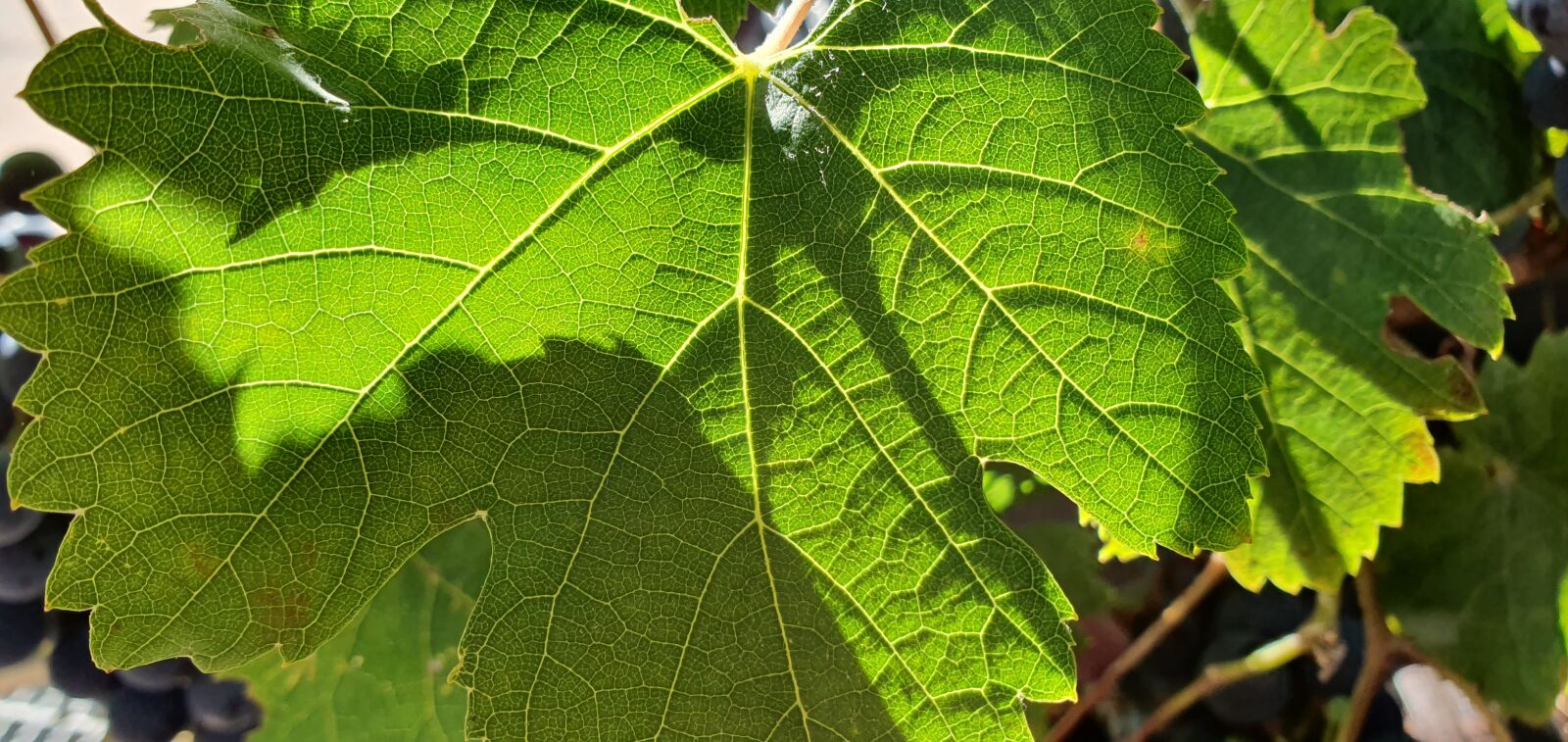 Samsung Galaxy S10 sample photo. Wine, light, sun photography