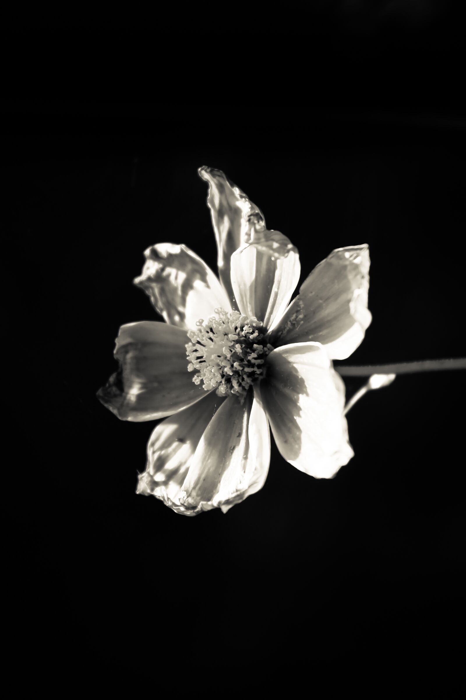 Canon EOS 70D sample photo. Flower, black, white photography