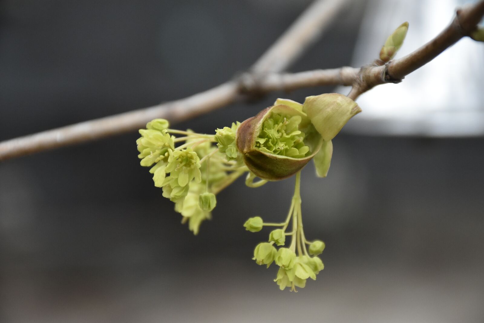 Nikon D7200 sample photo. Maple tree, spring, growth photography