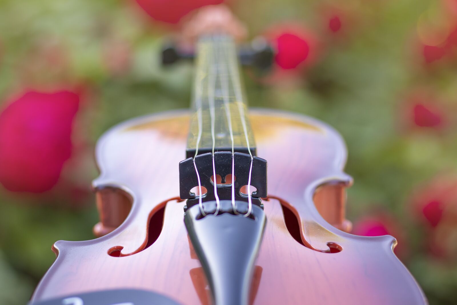 Canon EOS 80D + Canon EF 50mm F1.8 STM sample photo. Violin, strings, musical photography