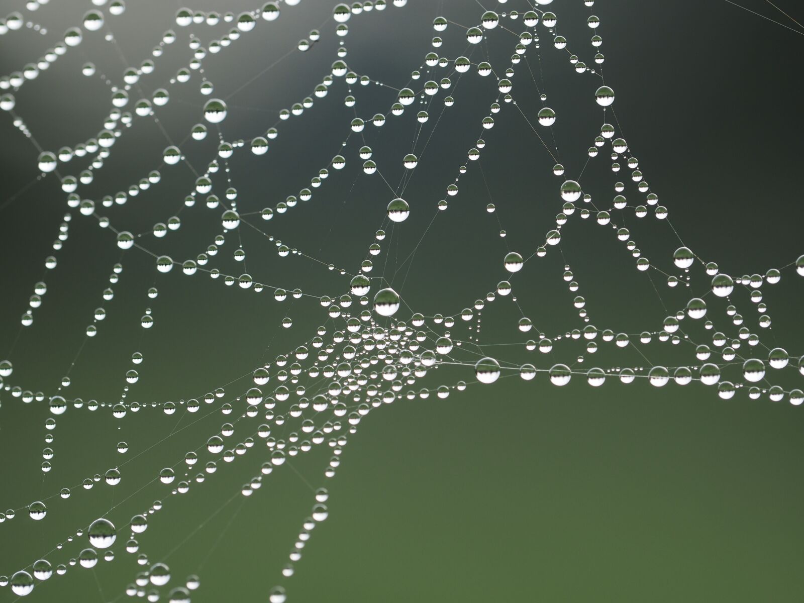 Olympus OM-D E-M1 sample photo. Close, up, cobweb, spider photography