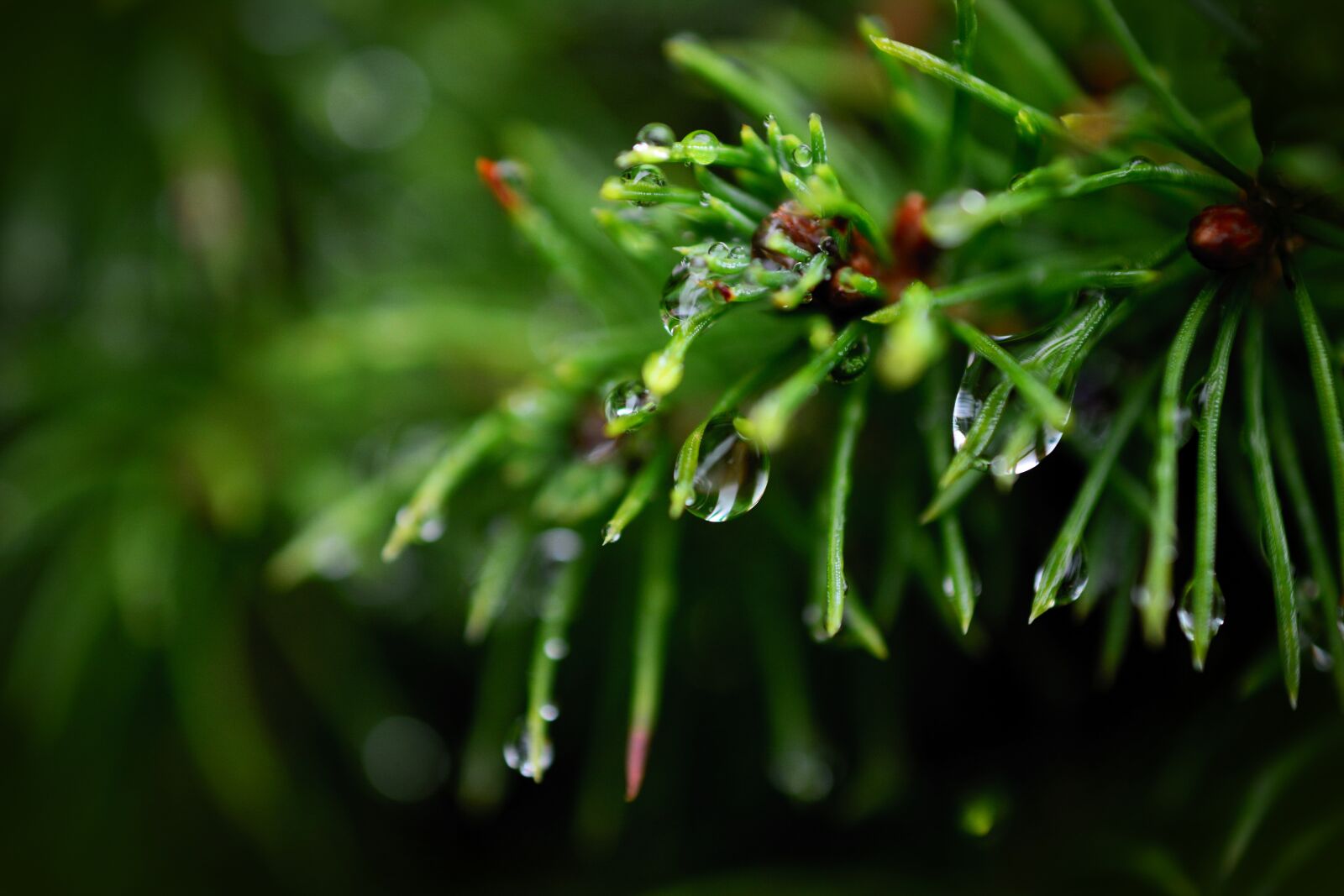 Nikon D5200 sample photo. Drip, raindrop, drop of photography