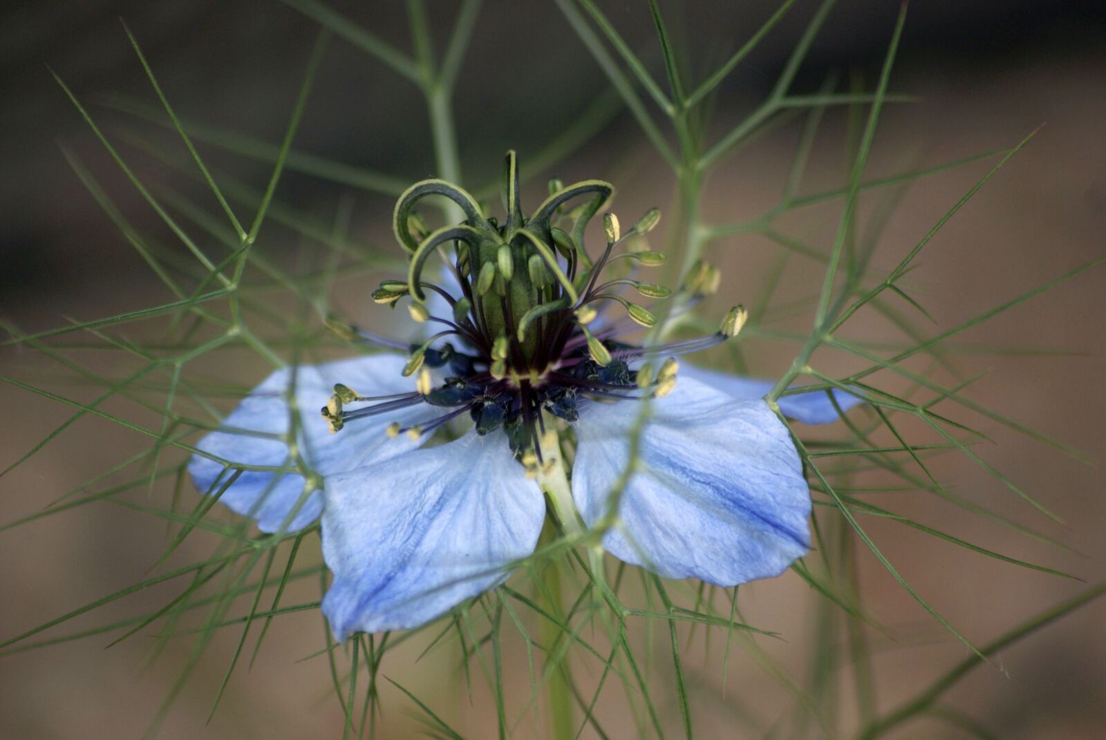 Sony Alpha DSLR-A200 sample photo. Nature, plant, flower photography