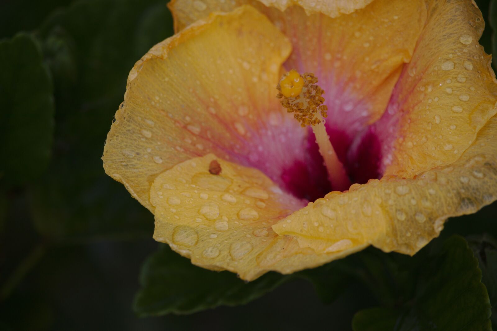 Canon EF-S 55-250mm F4-5.6 IS STM sample photo. Hibiscus, flower, droplet photography