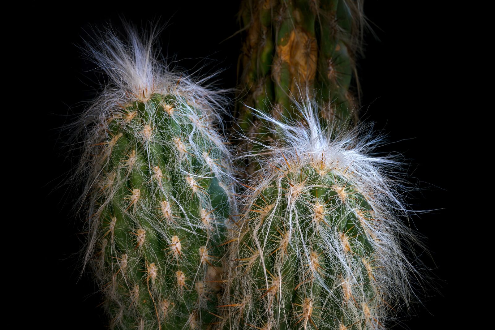 Canon EOS 5D Mark IV + Canon EF 24-70mm F4L IS USM sample photo. Cactus, cactacea, hairy cactus photography